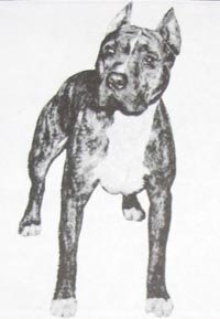CH. The Ruffian