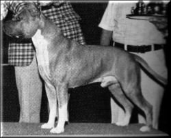 CH. Ruffian Red Rock of Harwyn