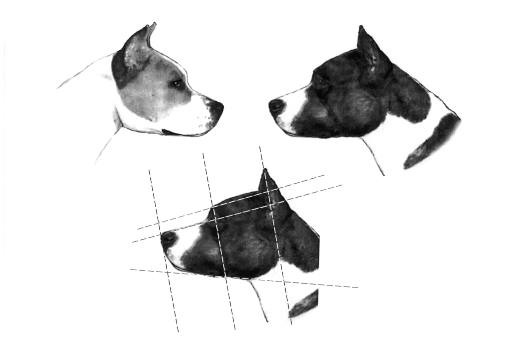 American Staffordshire Terrier Head Study