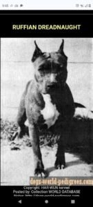 CH. Ruffian Dreadnaught