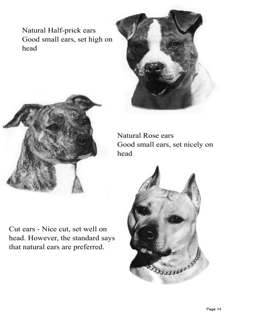 American Staffordshire Terrier Ears