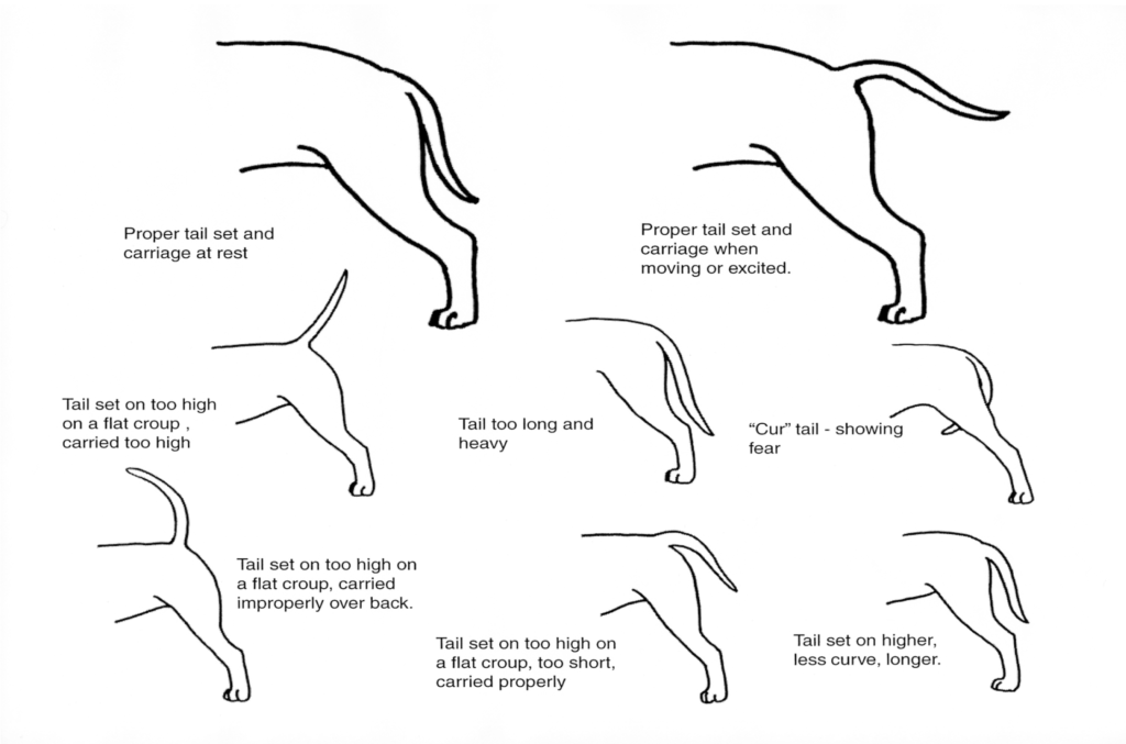 American Staffordshire Terrier Tail