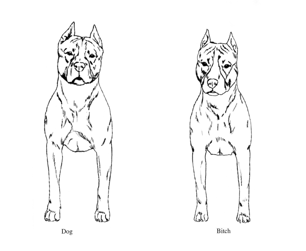 American Staffordshire Terrier Front