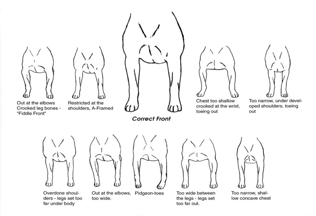 American Staffordshire Terrier Front Legs