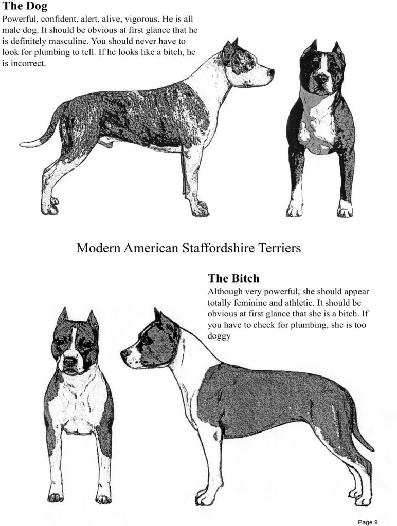 American Staffordshire Terriers Study-Guide-0923-9
