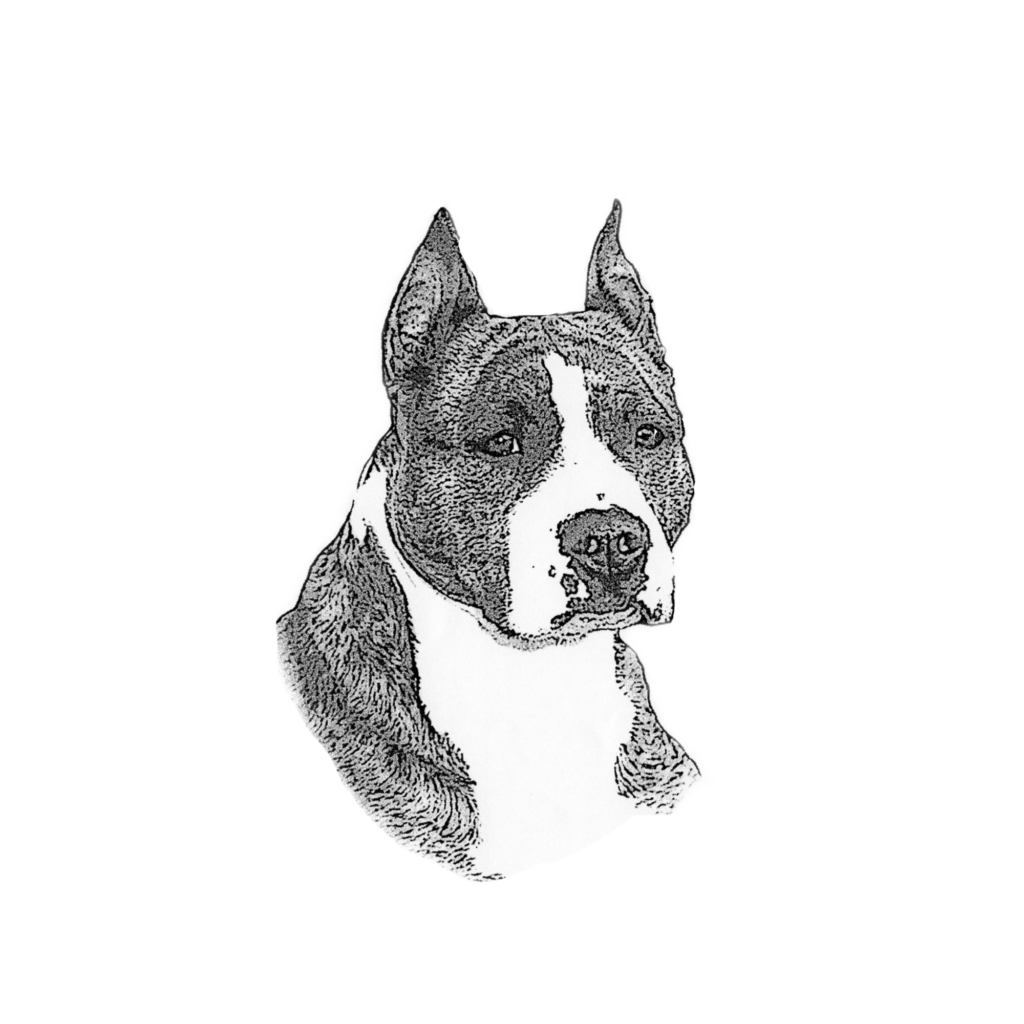 Img American Staffordshire Terrier