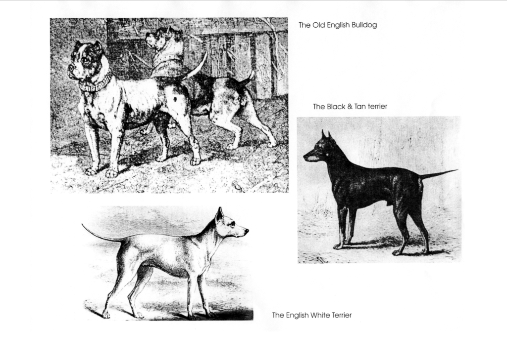 Ancient Bull-and-Terrier
