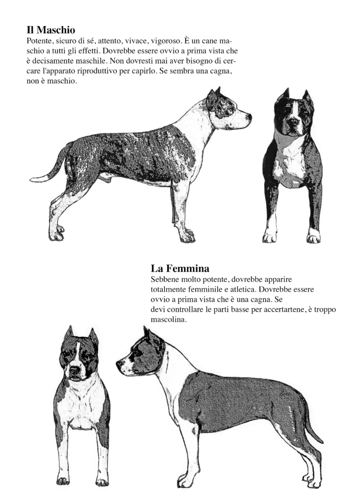 American Staffordshire Terrier Maschio e Femmina