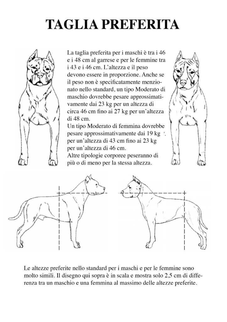 American Staffordshire Terrier Taglia