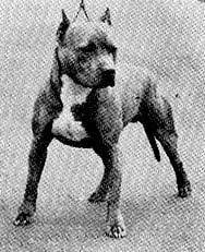 Ch. Gallant Ruff