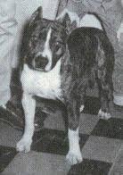 CH. Ruffian High Ace of Harwyn