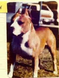 CH. Ruffian Harper of Harwyn