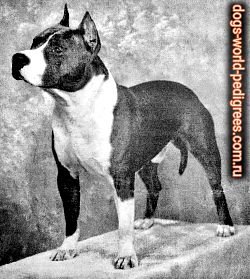 CH. Ruffian Hercules of Harwyn