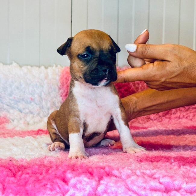 Cucciola Amstaff femmina