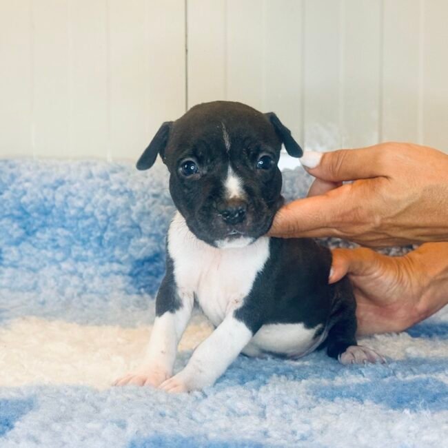 Cucciolo Amstaff maschio