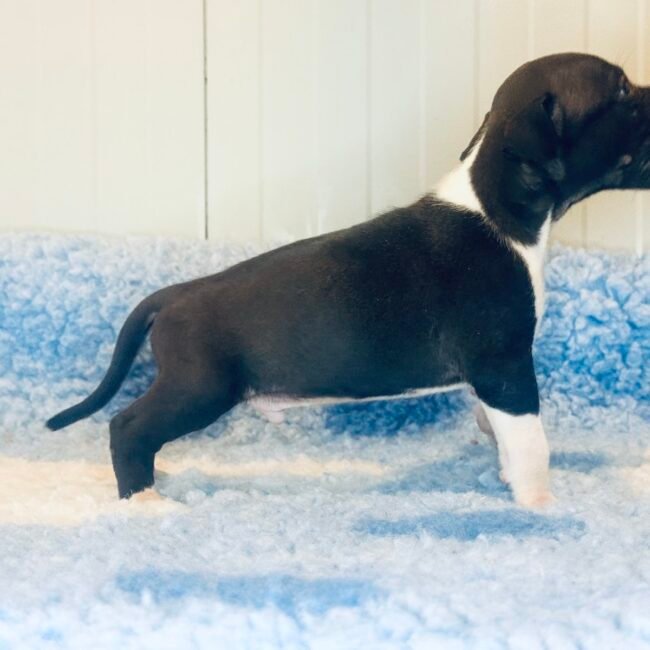 Cucciolo Amstaff maschio