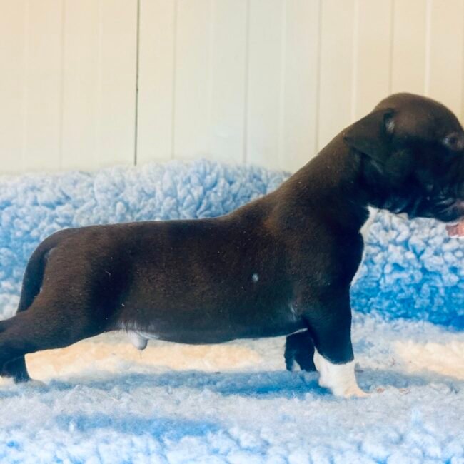 Cucciolo Amstaff maschio