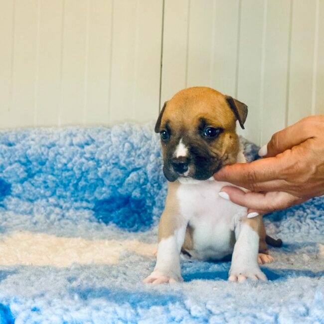 Cucciolo Amstaff maschio