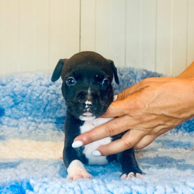 Cucciolo Amstaff maschio